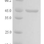 SDS-PAGE separation of QP9912 followed by commassie total protein stain results in a primary band consistent with reported data for Cell growth-regulating nucleolar protein. These data demonstrate Greater than 90% as determined by SDS-PAGE.