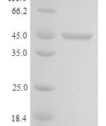 SDS-PAGE separation of QP9912 followed by commassie total protein stain results in a primary band consistent with reported data for Cell growth-regulating nucleolar protein. These data demonstrate Greater than 90% as determined by SDS-PAGE.