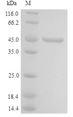 SDS-PAGE separation of QP9912 followed by commassie total protein stain results in a primary band consistent with reported data for Cell growth-regulating nucleolar protein. These data demonstrate Greater than 90% as determined by SDS-PAGE.