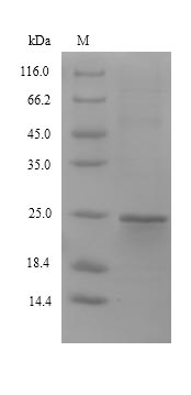 SDS-PAGE separation of QP9916 followed by commassie total protein stain results in a primary band consistent with reported data for Stromal cell-derived factor 2-like protein 1. These data demonstrate Greater than 90% as determined by SDS-PAGE.