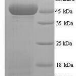 SDS-PAGE separation of QP9917 followed by commassie total protein stain results in a primary band consistent with reported data for Protein Wnt-10a. These data demonstrate Greater than 90% as determined by SDS-PAGE.