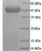 SDS-PAGE separation of QP9917 followed by commassie total protein stain results in a primary band consistent with reported data for Protein Wnt-10a. These data demonstrate Greater than 90% as determined by SDS-PAGE.
