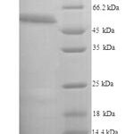 SDS-PAGE separation of QP9919 followed by commassie total protein stain results in a primary band consistent with reported data for Ripk3. These data demonstrate Greater than 90% as determined by SDS-PAGE.