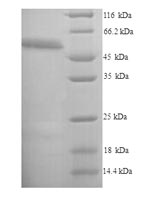 SDS-PAGE separation of QP9919 followed by commassie total protein stain results in a primary band consistent with reported data for Ripk3. These data demonstrate Greater than 90% as determined by SDS-PAGE.