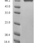 SDS-PAGE separation of QP9921 followed by commassie total protein stain results in a primary band consistent with reported data for Protein FAM111A. These data demonstrate Greater than 90% as determined by SDS-PAGE.