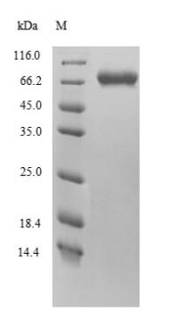 SDS-PAGE separation of QP9921 followed by commassie total protein stain results in a primary band consistent with reported data for Protein FAM111A. These data demonstrate Greater than 90% as determined by SDS-PAGE.