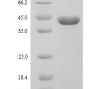 SDS-PAGE separation of QP9922 followed by commassie total protein stain results in a primary band consistent with reported data for TSC22 domain family protein 4. These data demonstrate Greater than 90% as determined by SDS-PAGE.