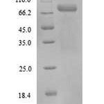 SDS-PAGE separation of QP9930 followed by commassie total protein stain results in a primary band consistent with reported data for Protein-arginine deiminase type-3. These data demonstrate Greater than 90% as determined by SDS-PAGE.