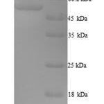 SDS-PAGE separation of QP9935 followed by commassie total protein stain results in a primary band consistent with reported data for F-box only protein 3. These data demonstrate Greater than 90% as determined by SDS-PAGE.