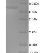 SDS-PAGE separation of QP9935 followed by commassie total protein stain results in a primary band consistent with reported data for F-box only protein 3. These data demonstrate Greater than 90% as determined by SDS-PAGE.