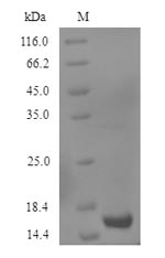 SDS-PAGE separation of QP9936 followed by commassie total protein stain results in a primary band consistent with reported data for Growth / differentiation factor 2. These data demonstrate Greater than 90% as determined by SDS-PAGE.