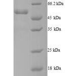 SDS-PAGE separation of QP9937 followed by commassie total protein stain results in a primary band consistent with reported data for Dynactin subunit 4. These data demonstrate Greater than 90% as determined by SDS-PAGE.