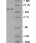 SDS-PAGE separation of QP9937 followed by commassie total protein stain results in a primary band consistent with reported data for Dynactin subunit 4. These data demonstrate Greater than 90% as determined by SDS-PAGE.