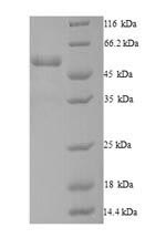 SDS-PAGE separation of QP9937 followed by commassie total protein stain results in a primary band consistent with reported data for Dynactin subunit 4. These data demonstrate Greater than 90% as determined by SDS-PAGE.