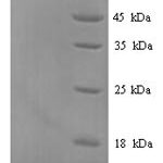 SDS-PAGE separation of QP9939 followed by commassie total protein stain results in a primary band consistent with reported data for Podocalyxin. These data demonstrate Greater than 90% as determined by SDS-PAGE.