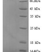 SDS-PAGE separation of QP9939 followed by commassie total protein stain results in a primary band consistent with reported data for Podocalyxin. These data demonstrate Greater than 90% as determined by SDS-PAGE.