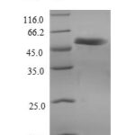 SDS-PAGE separation of QP9945 followed by commassie total protein stain results in a primary band consistent with reported data for Ripk3. These data demonstrate Greater than 80% as determined by SDS-PAGE.