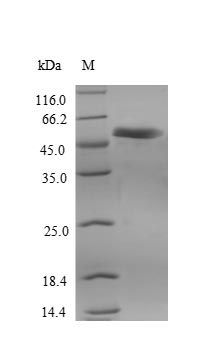 SDS-PAGE separation of QP9945 followed by commassie total protein stain results in a primary band consistent with reported data for Ripk3. These data demonstrate Greater than 80% as determined by SDS-PAGE.