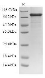 SDS-PAGE separation of QP9947 followed by commassie total protein stain results in a primary band consistent with reported data for ATP-binding cassette sub-family D member 1. These data demonstrate Greater than 85% as determined by SDS-PAGE.