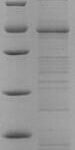 SDS-PAGE separation of QP9952 followed by commassie total protein stain results in a primary band consistent with reported data for Endothelin-1 receptor. These data demonstrate Greater than 85% as determined by SDS-PAGE.