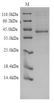 SDS-PAGE separation of QP9953 followed by commassie total protein stain results in a primary band consistent with reported data for EDNRB / Endothelin B receptor. These data demonstrate Greater than 85% as determined by SDS-PAGE.