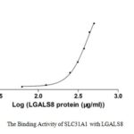 SEQUEST analysis of LC MS/MS spectra obtained from a run with QP9957 identified a match between this protein and the spectra of a peptide sequence that matches a region of High affinity copper uptake protein 1.