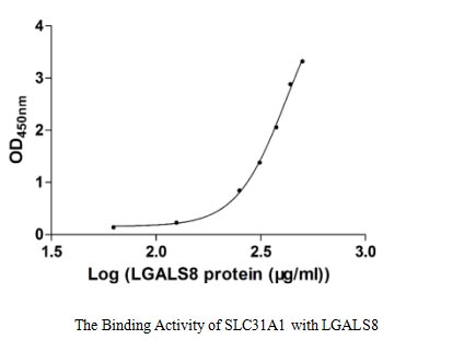 SEQUEST analysis of LC MS/MS spectra obtained from a run with QP9957 identified a match between this protein and the spectra of a peptide sequence that matches a region of High affinity copper uptake protein 1.