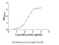 SEQUEST analysis of LC MS/MS spectra obtained from a run with QP9963 identified a match between this protein and the spectra of a peptide sequence that matches a region of Aquaporin Z.