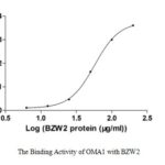 mitochondrial. These data demonstrate Greater than 80% as determined by SDS-PAGE.