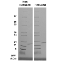 Reducing and Non-Reducing total protein analysis of bFGF (QP5269) demonstrating purity and appropriate MW (predicted MW is 17.3 kDa).