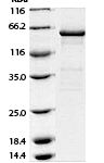 Human CD73 SDS PAGE Data Demonstrating >95% Purity