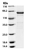 Human CD73 SDS PAGE Data Demonstrating >95% Purity