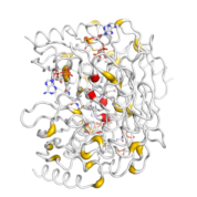 ACOT13  protein 3D structural model from Catalog of Somatic Mutations in Cancer originally published in the paper COSMIC: somatic cancer genetics at high-resolution