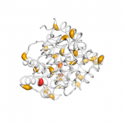 ADPRHL2  protein 3D structural model from Catalog of Somatic Mutations in Cancer originally published in the paper COSMIC: somatic cancer genetics at high-resolution