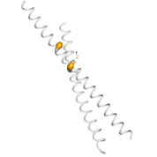 ATF4  protein 3D structural model from Catalog of Somatic Mutations in Cancer originally published in the paper COSMIC: somatic cancer genetics at high-resolution