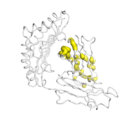 B2M  protein 3D structural model from Catalog of Somatic Mutations in Cancer originally published in the paper COSMIC: somatic cancer genetics at high-resolution