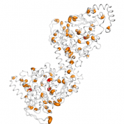 BLMH  protein 3D structural model from Catalog of Somatic Mutations in Cancer originally published in the paper COSMIC: somatic cancer genetics at high-resolution