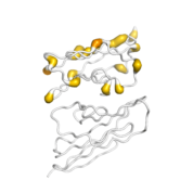 CADM1  protein 3D structural model from Catalog of Somatic Mutations in Cancer originally published in the paper COSMIC: somatic cancer genetics at high-resolution