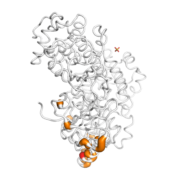 CDKN1B  protein 3D structural model from Catalog of Somatic Mutations in Cancer originally published in the paper COSMIC: somatic cancer genetics at high-resolution