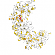 CKMT3  protein 3D structural model from Catalog of Somatic Mutations in Cancer originally published in the paper COSMIC: somatic cancer genetics at high-resolution