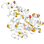 CKMT2  protein 3D structural model from Catalog of Somatic Mutations in Cancer originally published in the paper COSMIC: somatic cancer genetics at high-resolution