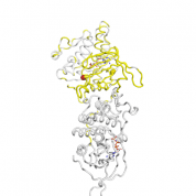 EGFR  protein 3D structural model from Catalog of Somatic Mutations in Cancer originally published in the paper COSMIC: somatic cancer genetics at high-resolution