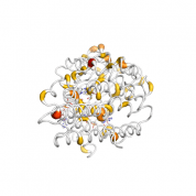 GCDH  protein 3D structural model from Catalog of Somatic Mutations in Cancer originally published in the paper COSMIC: somatic cancer genetics at high-resolution