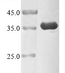 SDS PAGE image for recombinant human CDK1 demonstrating MW and purity.