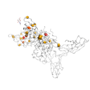 IFNAR1  protein 3D structural model from Catalog of Somatic Mutations in Cancer originally published in the paper COSMIC: somatic cancer genetics at high-resolution