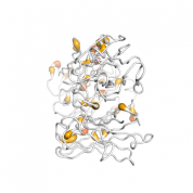 IGLL1  protein 3D structural model from Catalog of Somatic Mutations in Cancer originally published in the paper COSMIC: somatic cancer genetics at high-resolution