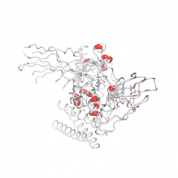 IL 23  protein 3D structural model from Catalog of Somatic Mutations in Cancer originally published in the paper COSMIC: somatic cancer genetics at high-resolution