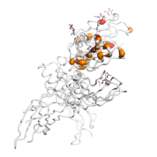 IL2RG  protein 3D structural model from Catalog of Somatic Mutations in Cancer originally published in the paper COSMIC: somatic cancer genetics at high-resolution
