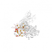 KLK3  protein 3D structural model from Catalog of Somatic Mutations in Cancer originally published in the paper COSMIC: somatic cancer genetics at high-resolution