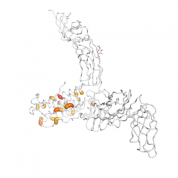 LIF  protein 3D structural model from Catalog of Somatic Mutations in Cancer originally published in the paper COSMIC: somatic cancer genetics at high-resolution